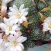 Rebutia_albiflora_1